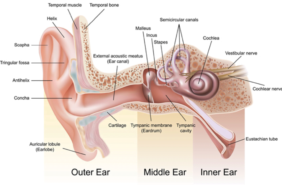parts of the ear and their functions